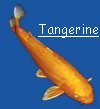 "Tangerine"