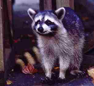 Happy Raccoon, Copyright © 1999 David Wittler